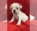 Small Photo #1 French Bulldog Puppy For Sale in CHARLESTON, SC, USA