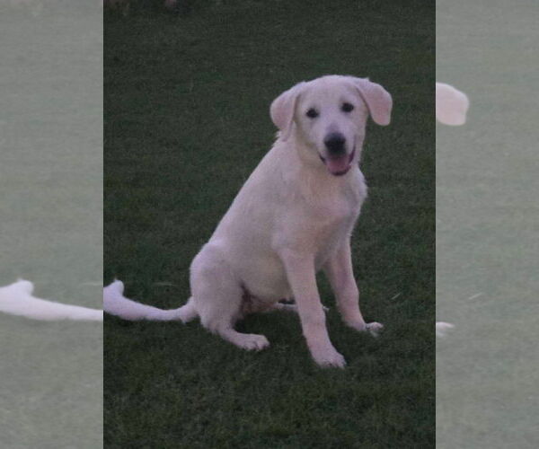 Medium Photo #1 Great Pyrenees-Unknown Mix Puppy For Sale in Grafton, WI, USA