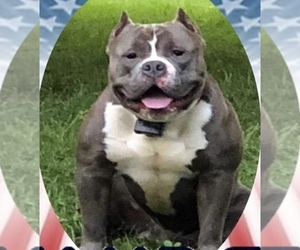 Father of the American Bully puppies born on 07/22/2023