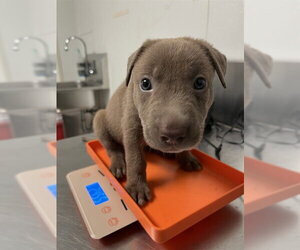 Mutt Dogs for adoption in Bakersfield, CA, USA