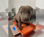*VANILLA BEAN - Male Mutt Dog for Adoption - Small photo