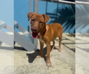 Labrador Retriever-Unknown Mix Dogs for adoption in Jenkintown, PA, USA