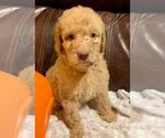 Small Labradoodle-Poodle (Standard) Mix