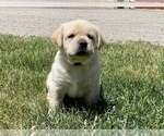 Small Photo #2 Labrador Retriever Puppy For Sale in CENTREVILLE, MI, USA