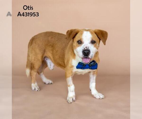 Medium Photo #1 Mutt Puppy For Sale in Conroe, TX, USA