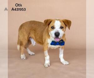 Mutt Dogs for adoption in Conroe, TX, USA