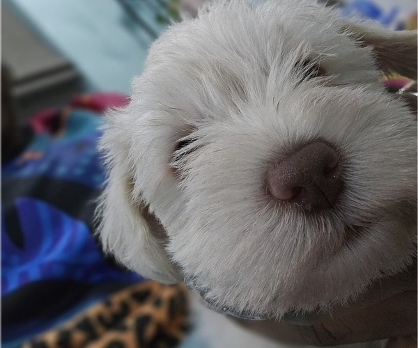 Medium Photo #5 Schnauzer (Miniature) Puppy For Sale in CHESAPEAKE, VA, USA