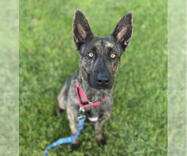 Medium Photo #2 German Shepherd Dog Puppy For Sale in Martinez, CA, USA