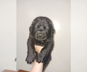 Mastiff Puppy for sale in LA FAYETTE, GA, USA