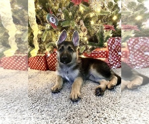 German Shepherd Dog Puppy for sale in CLAY, NY, USA