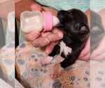 Small #7 Doberman Pinscher Mix