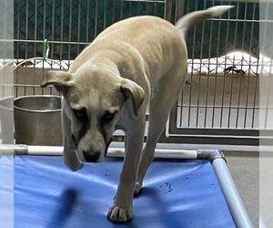 Anatolian Shepherd Dogs for adoption in Santa Barbara, CA, USA