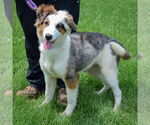 Small #1 Australian Shepherd