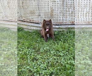 Pomeranian Puppy for sale in MIDDLEBURY, IN, USA