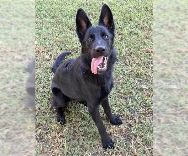 Medium Photo #2 German Shepherd Dog Puppy For Sale in Riverside, CA, USA