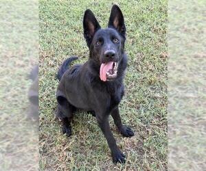 CORALINE - Female German Shepherd Dog Dog for Adoption - Photo #2