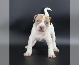 American Bully Puppy for sale in CHAMPAIGN, IL, USA