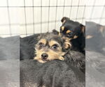 Small #2 Mutt