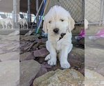 Small Photo #6 Labradoodle Puppy For Sale in BAHAMA, NC, USA