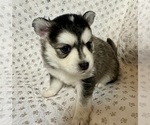 Small #6 Pomsky