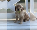 Small Photo #6 Goldendoodle (Miniature) Puppy For Sale in SOUTH BOSTON, VA, USA