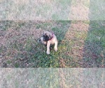Small #44 Mastiff