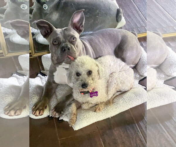 Medium Photo #3 Poodle (Miniature)-Unknown Mix Puppy For Sale in Corona, CA, USA