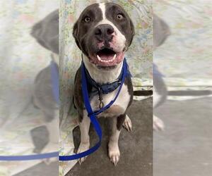 American Bulldog-Unknown Mix Dogs for adoption in Rosenberg, TX, USA