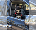 Hera - Female Mutt Dog for Adoption - Small photo