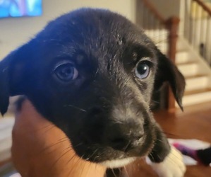 Chiweenie Puppy for sale in MARIETTA, GA, USA