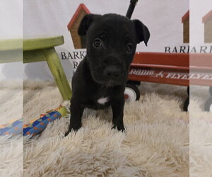 American Staffordshire Terrier-Unknown Mix Dogs for adoption in Bardstown, KY, USA