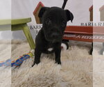 Small American Staffordshire Terrier Mix