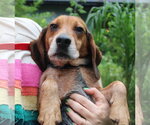 Small #3 Beagle