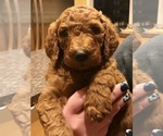Small Photo #16 Poodle (Standard) Puppy For Sale in VICTOR, NY, USA