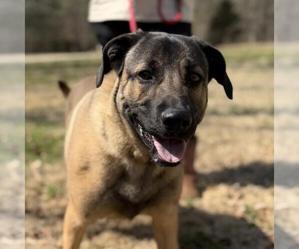 Medium Photo #1 Mutt Puppy For Sale in Yardley, PA, USA