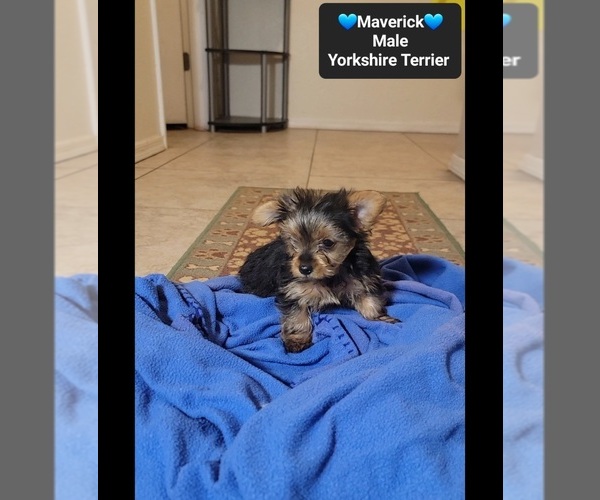 Medium Photo #2 Yorkshire Terrier Puppy For Sale in TUCSON, AZ, USA