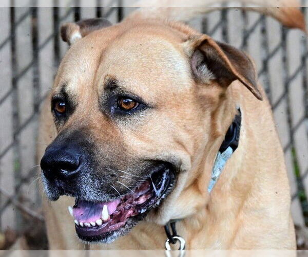 Medium Photo #2 Black Mouth Cur-Unknown Mix Puppy For Sale in Ocala, FL, USA