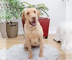 Small Photo #3 Labrador Retriever-Unknown Mix Puppy For Sale in Los Angeles, CA, USA
