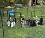Litter of 10 - Male(s) and Female(s) Goldendoodle mix (+ Poodle Standard)Litter of Puppies for Sale - Photo #2