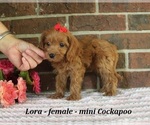 Small #3 Cockapoo (Miniature)