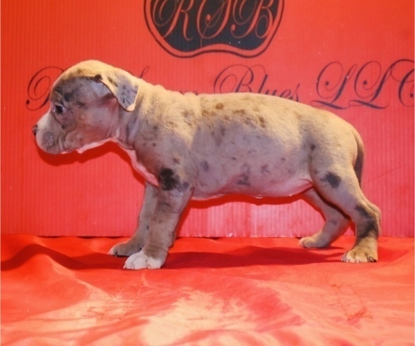 Medium Photo #4 American Bully Puppy For Sale in TRENTON, NJ, USA