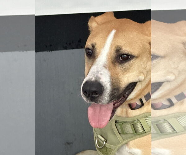 Medium Photo #11 Mutt Puppy For Sale in Bellevue, WA, USA