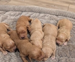 Golden Retriever Puppy for sale in SACRAMENTO, CA, USA