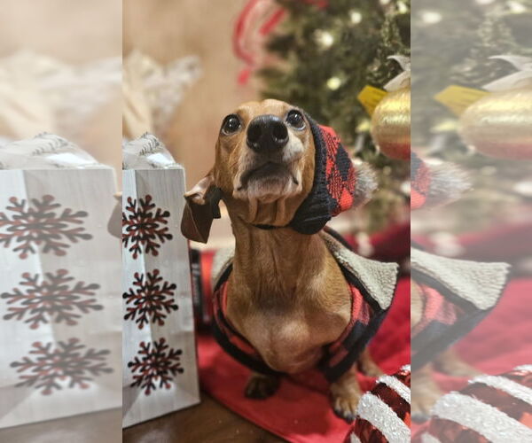 Medium Photo #15 Dachshund Puppy For Sale in Fruitland, SC, USA