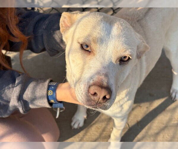 Medium Photo #1 Labrador Retriever-Unknown Mix Puppy For Sale in Tulsa, OK, USA
