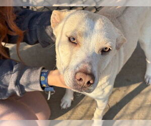 Labrador Retriever-Unknown Mix Dogs for adoption in Tulsa, OK, USA