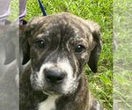 Small #6 Labrador Retriever Mix