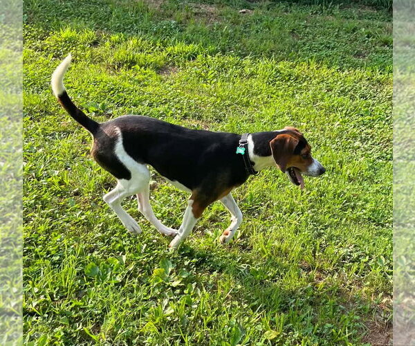 Medium Photo #6 Treeing Walker Coonhound Puppy For Sale in Monterey, VA, USA