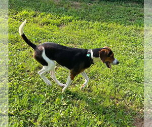 Buzz Lightyear - Sponsored! - Male Treeing Walker Coonhound Dog for Adoption - Photo #6