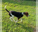 Small #5 Treeing Walker Coonhound